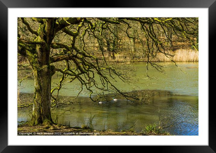 Oak Tree and Mallard Ducks Cannop Ponds Forest of  Framed Mounted Print by Nick Jenkins