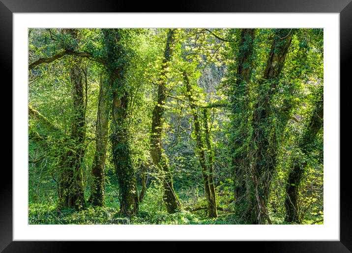 Dancing Trees in the Ilston Valley Gower Peninsula Framed Mounted Print by Nick Jenkins
