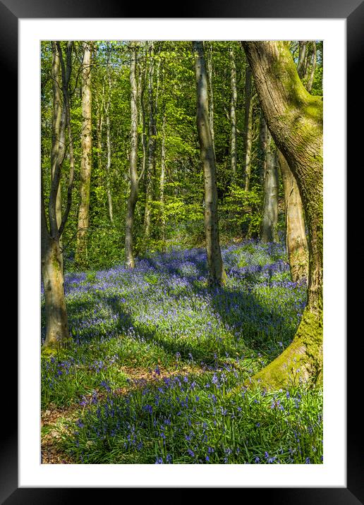 Coed Cefn Bluebell Woods above Crickhowell  Framed Mounted Print by Nick Jenkins