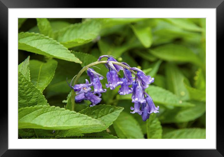 April Bluebell Flower Wye Valley  Framed Mounted Print by Nick Jenkins