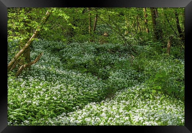Wild Garlic or Ramsons in a wood in April  Framed Print by Nick Jenkins