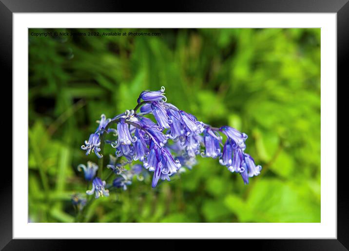 Spring Bluebell Endymion non Scriptus Framed Mounted Print by Nick Jenkins