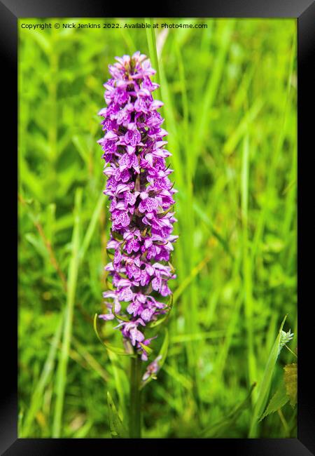 Southern Marsh Orchid South Wales Framed Print by Nick Jenkins