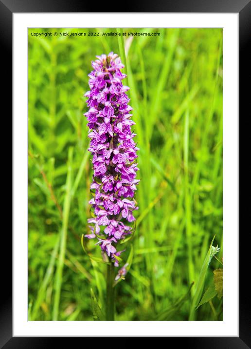 Southern Marsh Orchid South Wales Framed Mounted Print by Nick Jenkins