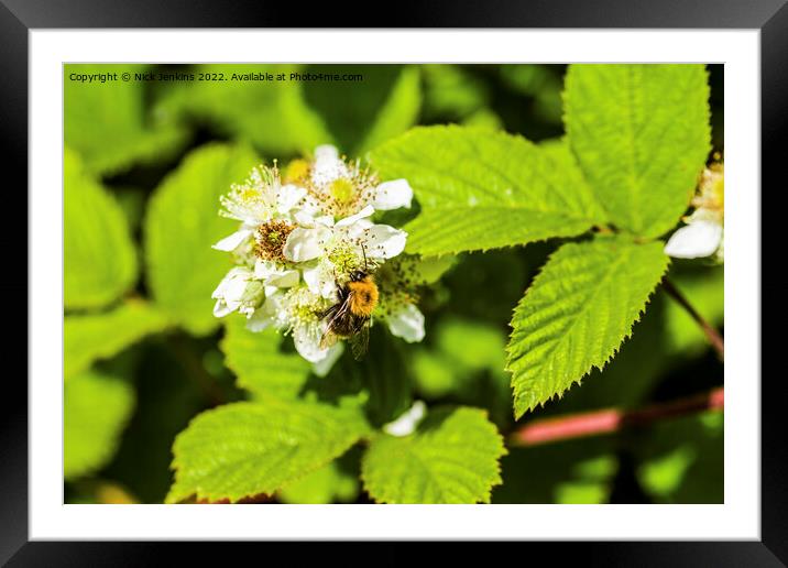 A Bumble Bee on a Blackberry Flower Framed Mounted Print by Nick Jenkins