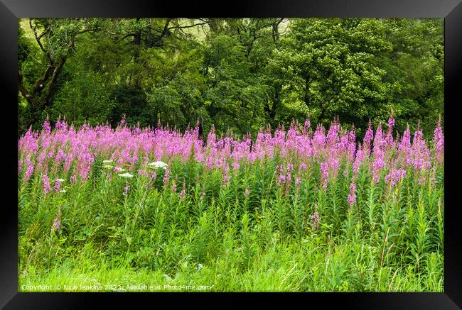 Rosebay Willowherb on the Side of the Road from Sedbergh to Kirby Stephen  Framed Print by Nick Jenkins