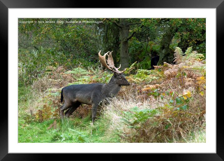Male Fallow Deer Stag Cannock Chase Staffordshire Framed Mounted Print by Nick Jenkins