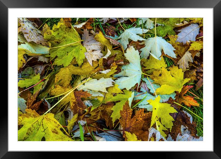 Sycamore Tree Leaves scattered on the Ground as Au Framed Mounted Print by Nick Jenkins