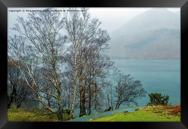 Silver Birch Tree Buttermere Lake District   Framed Print by Nick Jenkins