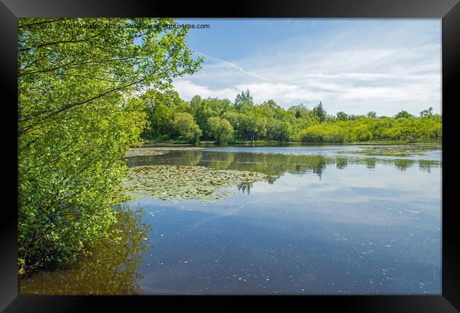 Hensol Fishing Lake at Hensol Forest  Framed Print by Nick Jenkins