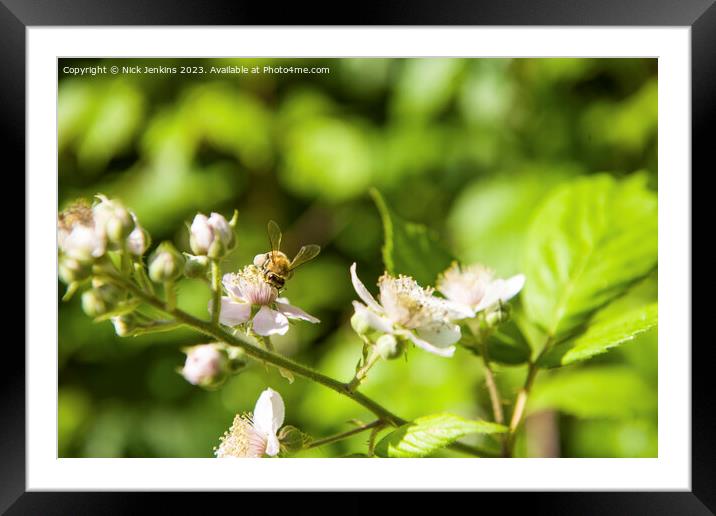 Bee on Bramble Flower Tyn y Coed Woods  Framed Mounted Print by Nick Jenkins