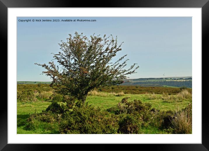 Hawthorn Tree with Berries Gelligaer Common  Framed Mounted Print by Nick Jenkins