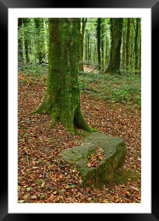 Stand Out Tree and Boulder Fforest Fawr Cardiff  Framed Mounted Print by Nick Jenkins