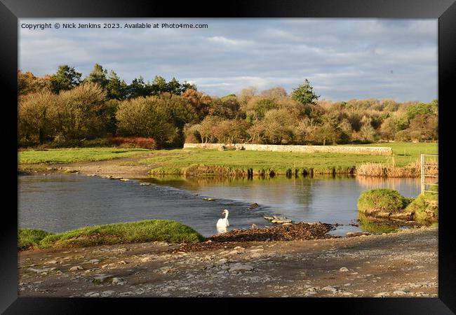 River Ogmore and Swan close to Ogmore Castle in No Framed Print by Nick Jenkins