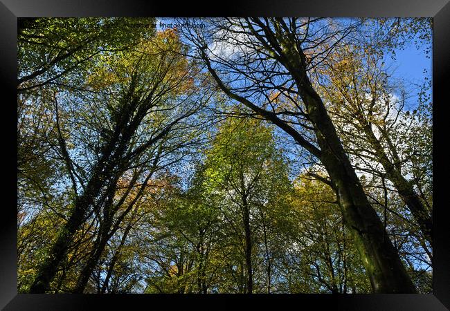 Upward Photograph of trees ahead in Autumn 2023  Framed Print by Nick Jenkins