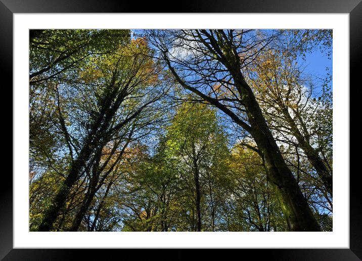 Upward Photograph of trees ahead in Autumn 2023  Framed Mounted Print by Nick Jenkins