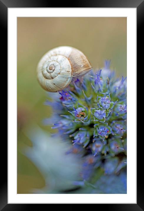 Snail sitting on a Sea Holly Flower on the coast Framed Mounted Print by Nick Jenkins
