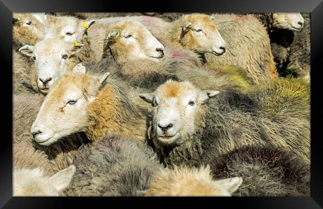 Herdwick Sheep All Together in the Lake District Framed Print by Nick Jenkins