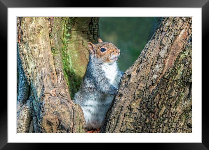 Grey Squirrel resting up a Tree Framed Mounted Print by Nick Jenkins