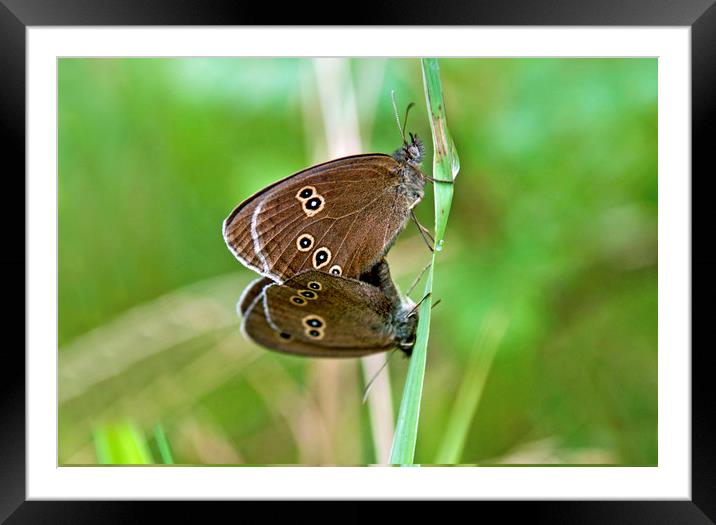 Ringlet Butterflies Meeting Up and Mating Up.  Framed Mounted Print by Nick Jenkins