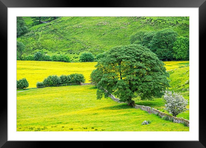 Buttercup Meadow in Deepdale Yorkshire Dales Framed Mounted Print by Nick Jenkins
