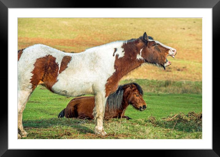 Horse Laughter Framed Mounted Print by Nick Jenkins
