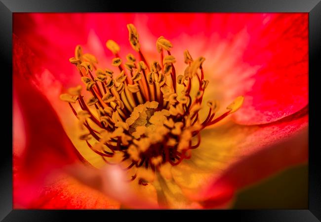 Red Lily Flower Framed Print by Nick Jenkins