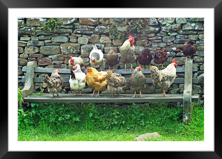 Hens on a Bench in Dentdale Cumbria -  Framed Mounted Print by Nick Jenkins
