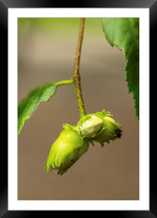 Hazel Nuts Suspended on an early autumn day Framed Mounted Print by Nick Jenkins
