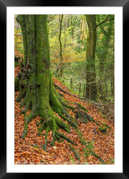 The Beech Tree Burrator Dartmoor National Park Framed Mounted Print by Nick Jenkins