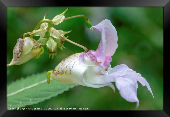 Himalayan Balsam Flower in Local Woodland Close up Framed Print by Nick Jenkins