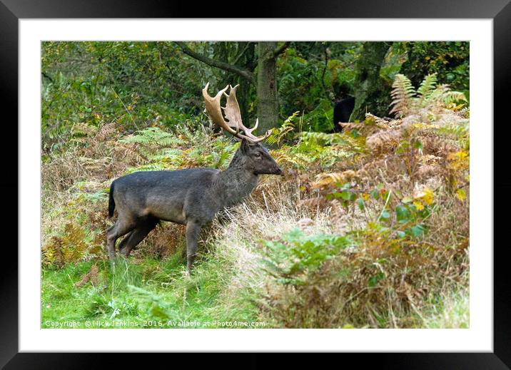 Fallow Deer Stag on Cannock Chase Framed Mounted Print by Nick Jenkins