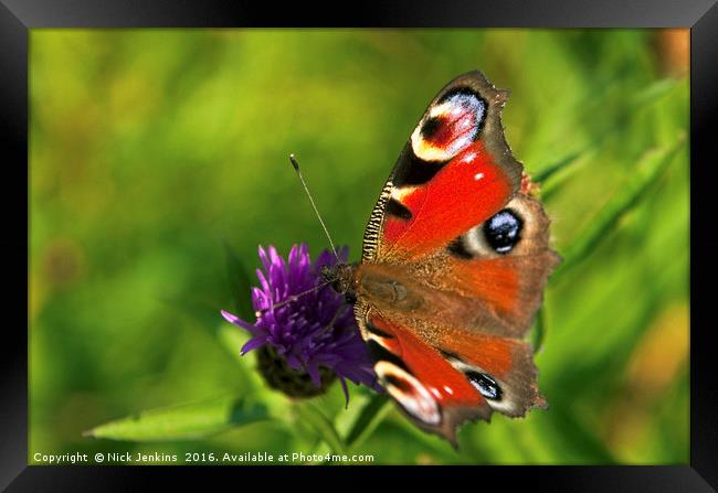 Peacock Butterfly Up Close Framed Print by Nick Jenkins