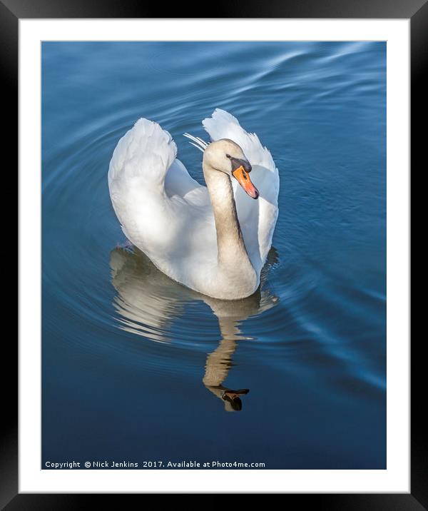Mute Swan and reflection on a Lake Framed Mounted Print by Nick Jenkins
