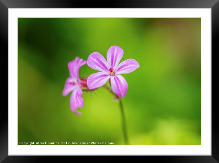 Herb Robert, a delicate pink wildflower Framed Mounted Print by Nick Jenkins