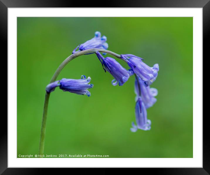 Bluebell Flower Close Up Framed Mounted Print by Nick Jenkins