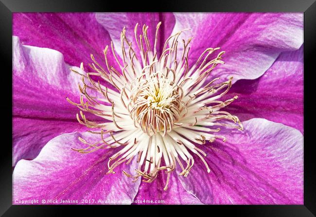 Purple Pink Clematis Flower Close Up Framed Print by Nick Jenkins
