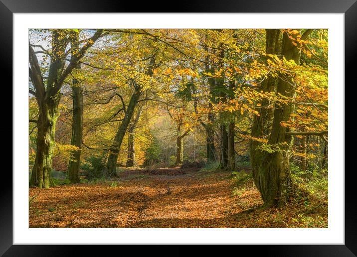 The Wentwood Forest Autumn in Monmouthshire Wales Framed Mounted Print by Nick Jenkins