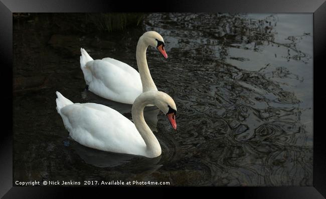 Two Swans on a Lake Framed Print by Nick Jenkins