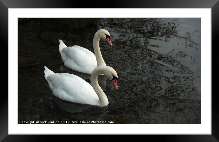 Two Swans on a Lake Framed Mounted Print by Nick Jenkins