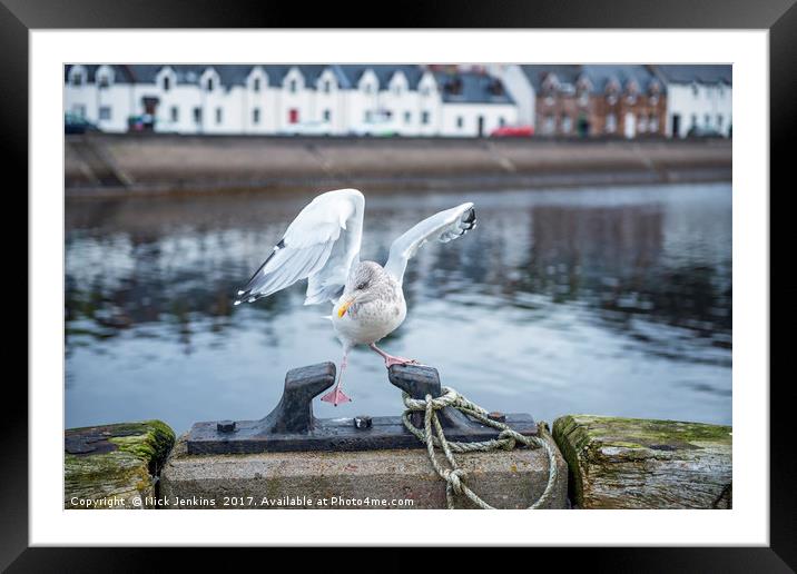 Seagull Missing Its Footing Framed Mounted Print by Nick Jenkins