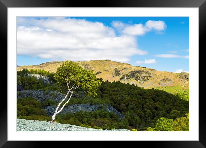 Silver Birch Tree at Hodge Close Lake District Framed Mounted Print by Nick Jenkins