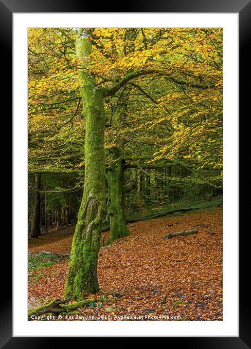 Beech Trees in Woodland in Autumn Framed Mounted Print by Nick Jenkins