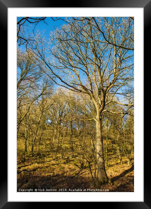 Winter Woodland Vale of Neath in South Wales Framed Mounted Print by Nick Jenkins