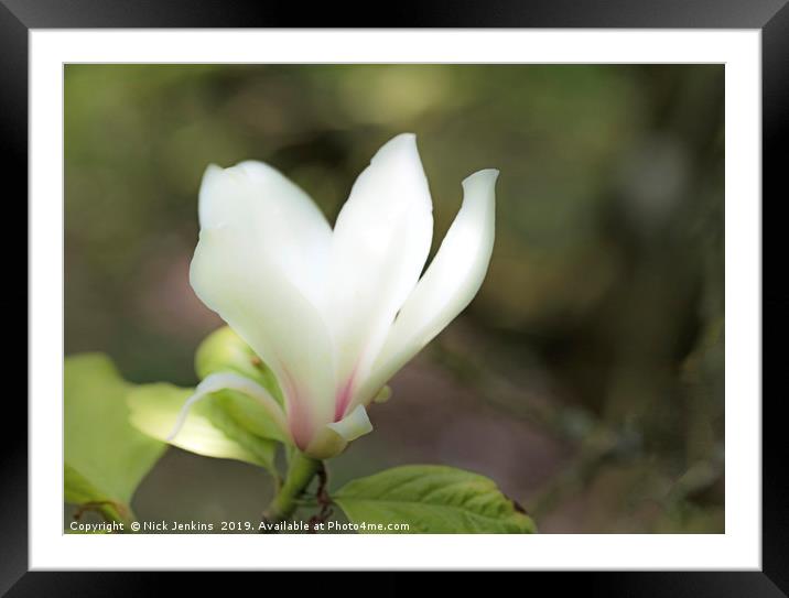 The Single White Magnolia Flower in Spring Framed Mounted Print by Nick Jenkins