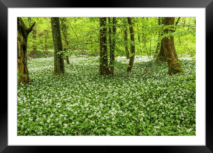 Ramsons in Fforest Ganol Woods Cardiff in Spring Framed Mounted Print by Nick Jenkins