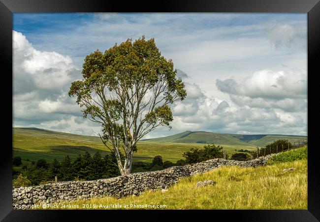 A Eucalyptus Tree in the Brecon Beacons Wales Framed Print by Nick Jenkins