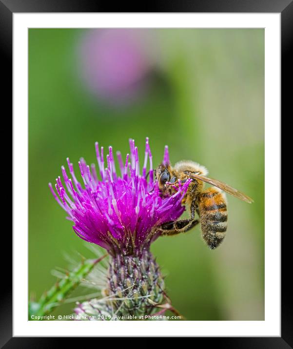 Honey Bee on pink and purple thistle flower summer Framed Mounted Print by Nick Jenkins
