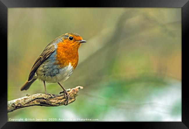 Robin Redbreast on tree branch in woodland  Framed Print by Nick Jenkins