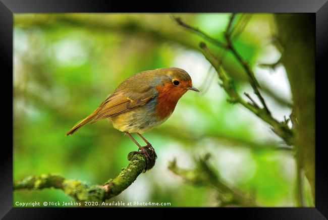 Robin redbreast on a branch in a tree Framed Print by Nick Jenkins